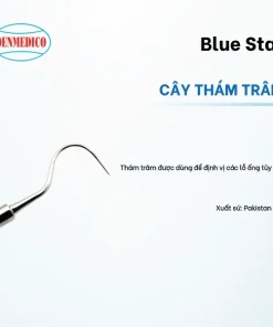 Cây thám trâm Blue Star